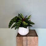 calathea lancifolia (rattlesnake plant) shop now at flower + furbish6 inch, 7 inch, bright light, medium light, moist, Non toxic, pet friendly