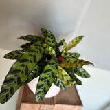 calathea lancifolia (rattlesnake plant) shop now at flower + furbish6 inch, 7 inch, bright light, medium light, moist, Non toxic, pet friendly