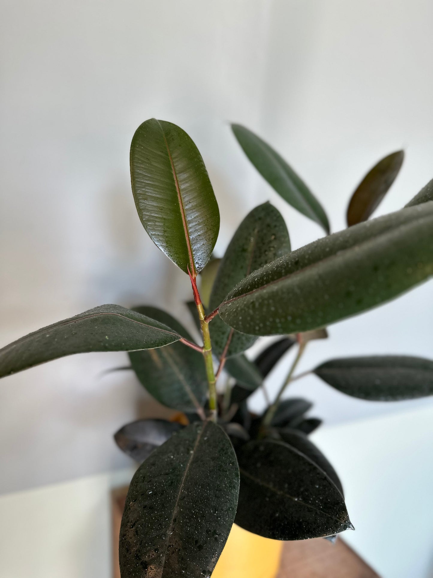 ficus burgundy bush ficus from flower + furbish Shop now at flower + furbish