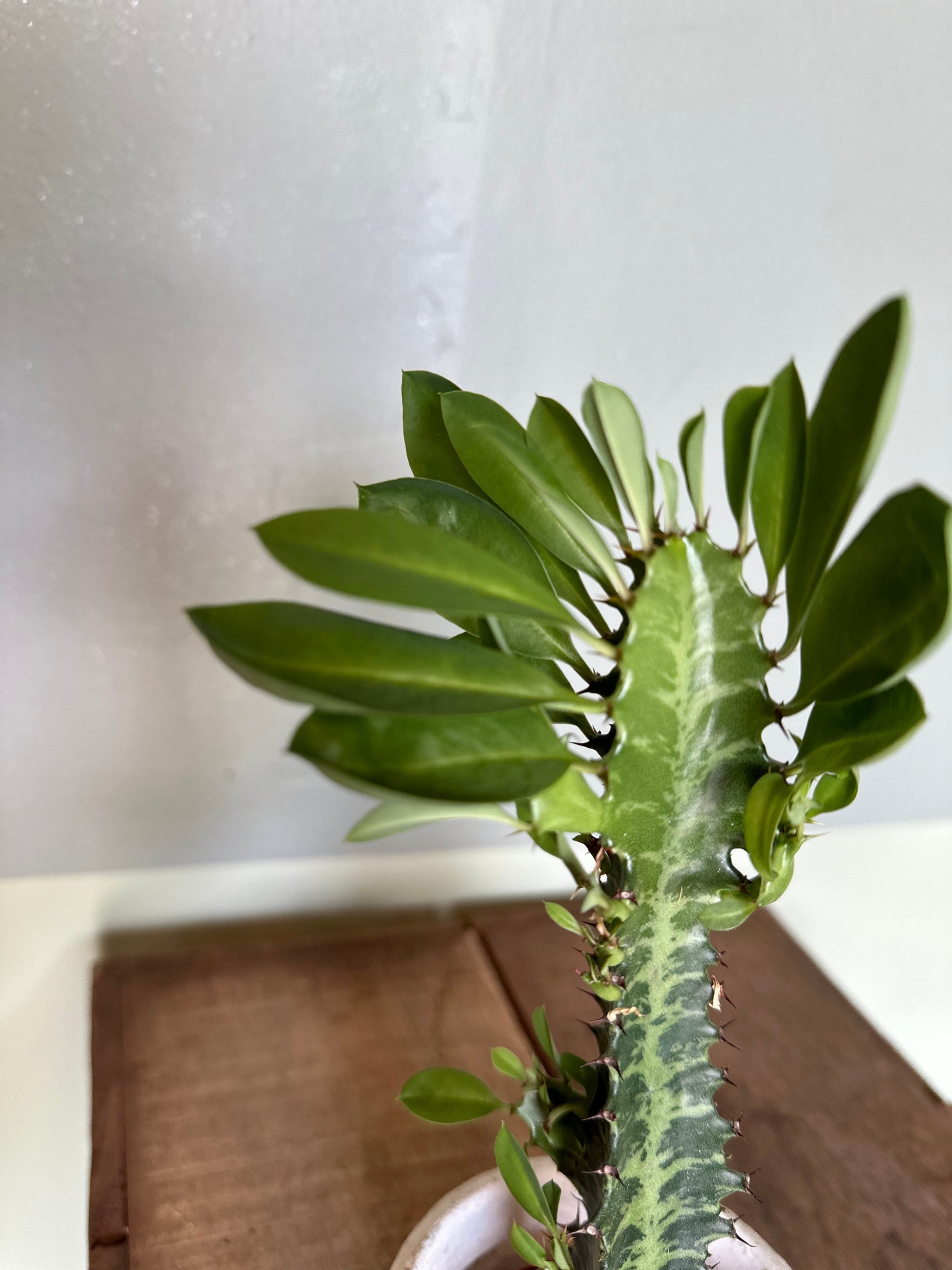 euphorbia trigona euphorbia from flower + furbish Shop now at flower + furbish