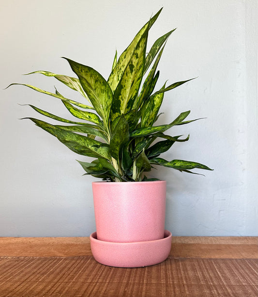 dieffenbachia starbright dieffenbachia from flower + furbish Shop now at flower + furbish