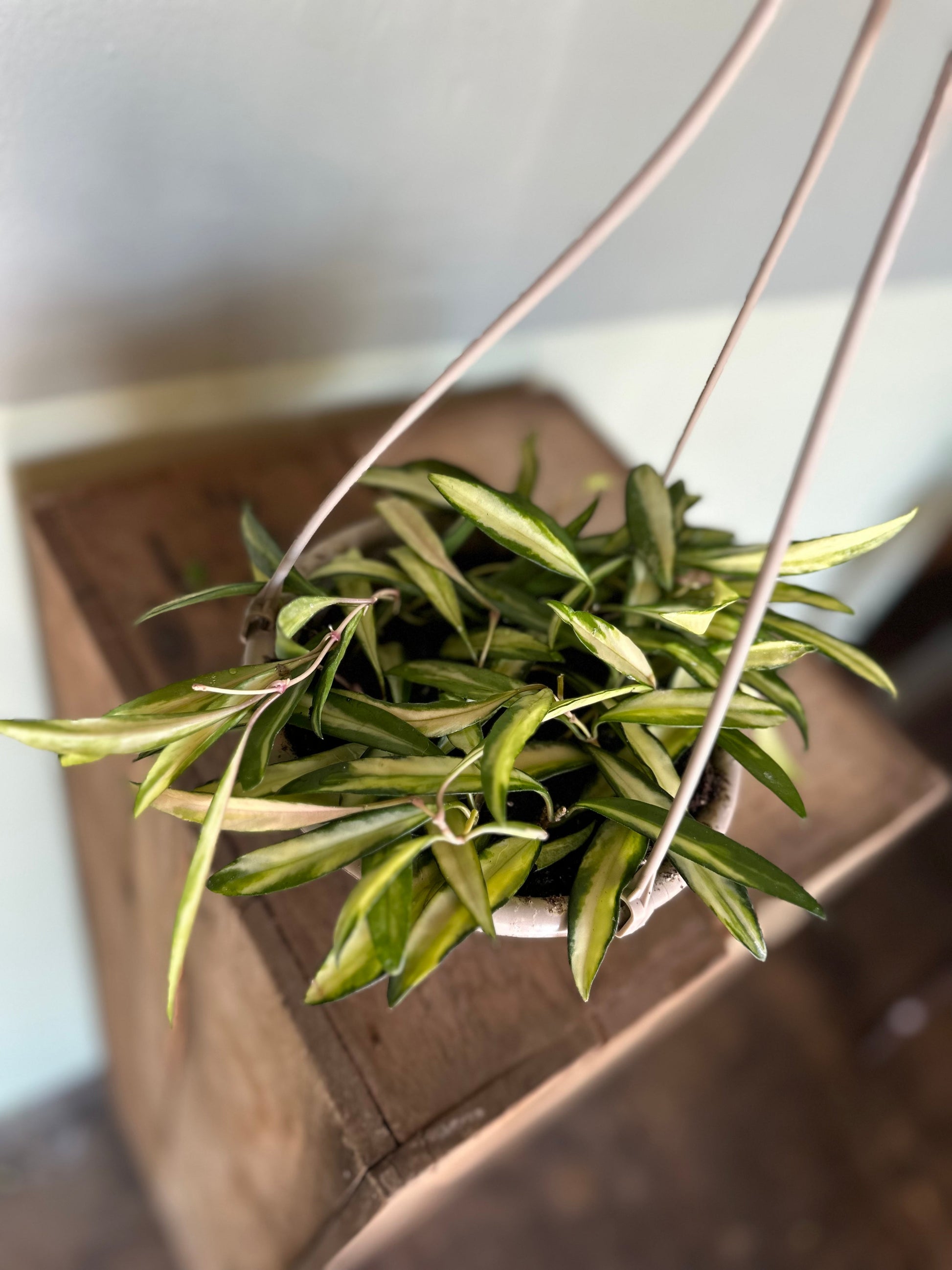 hoya hanging basket hoya from flower + furbish Shop now at flower + furbish