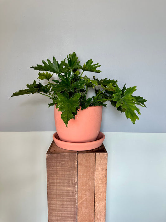 philodendron shangrila philodendron from flower + furbish Shop now at flower + furbish