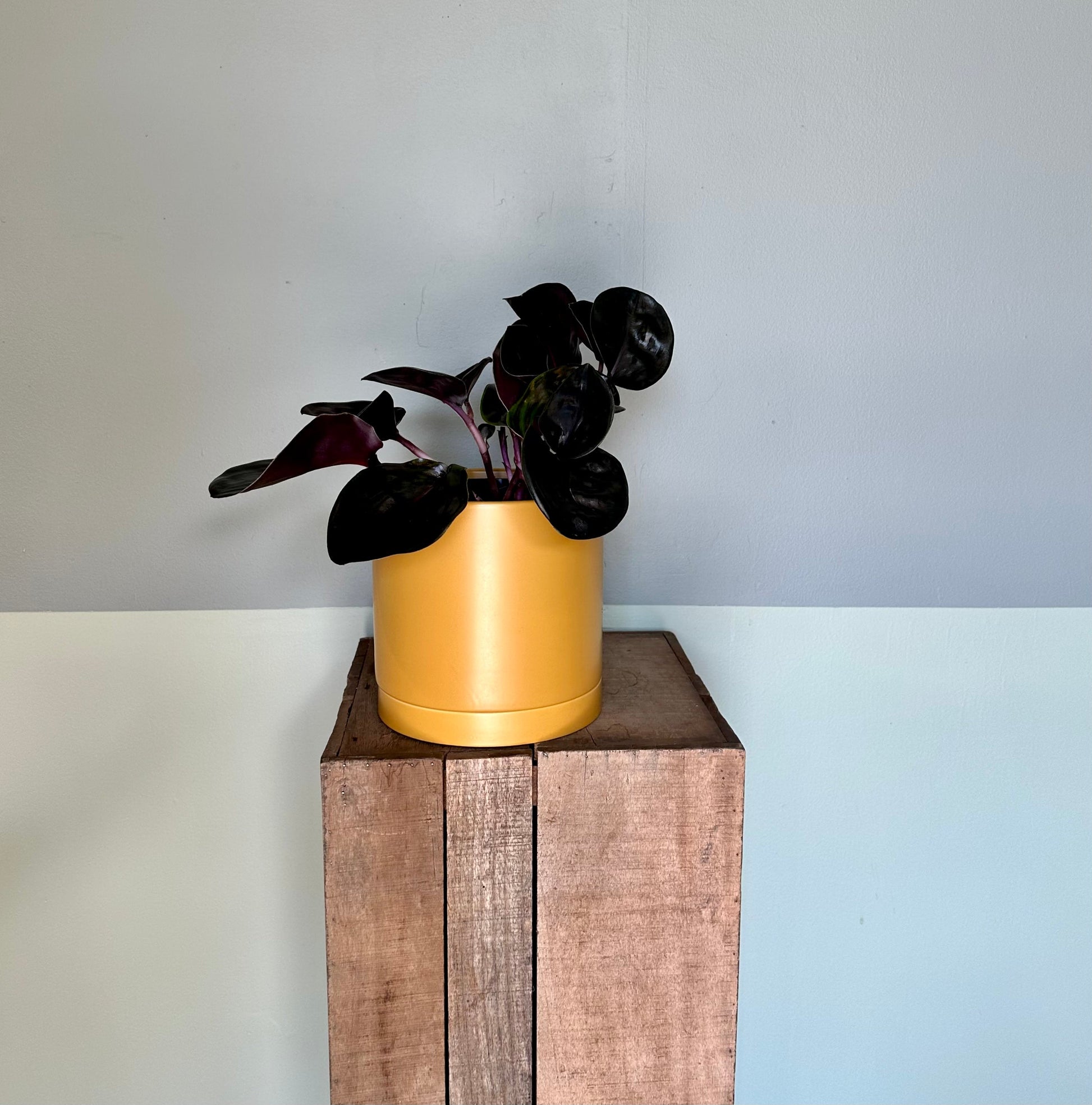 geogenanthus ciliates geogenanthus from flower + furbish Shop now at flower + furbish