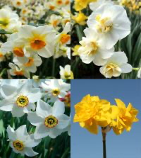 assorted fragrant late narcissi bulb from flower + furbish Shop now at flower + furbish
