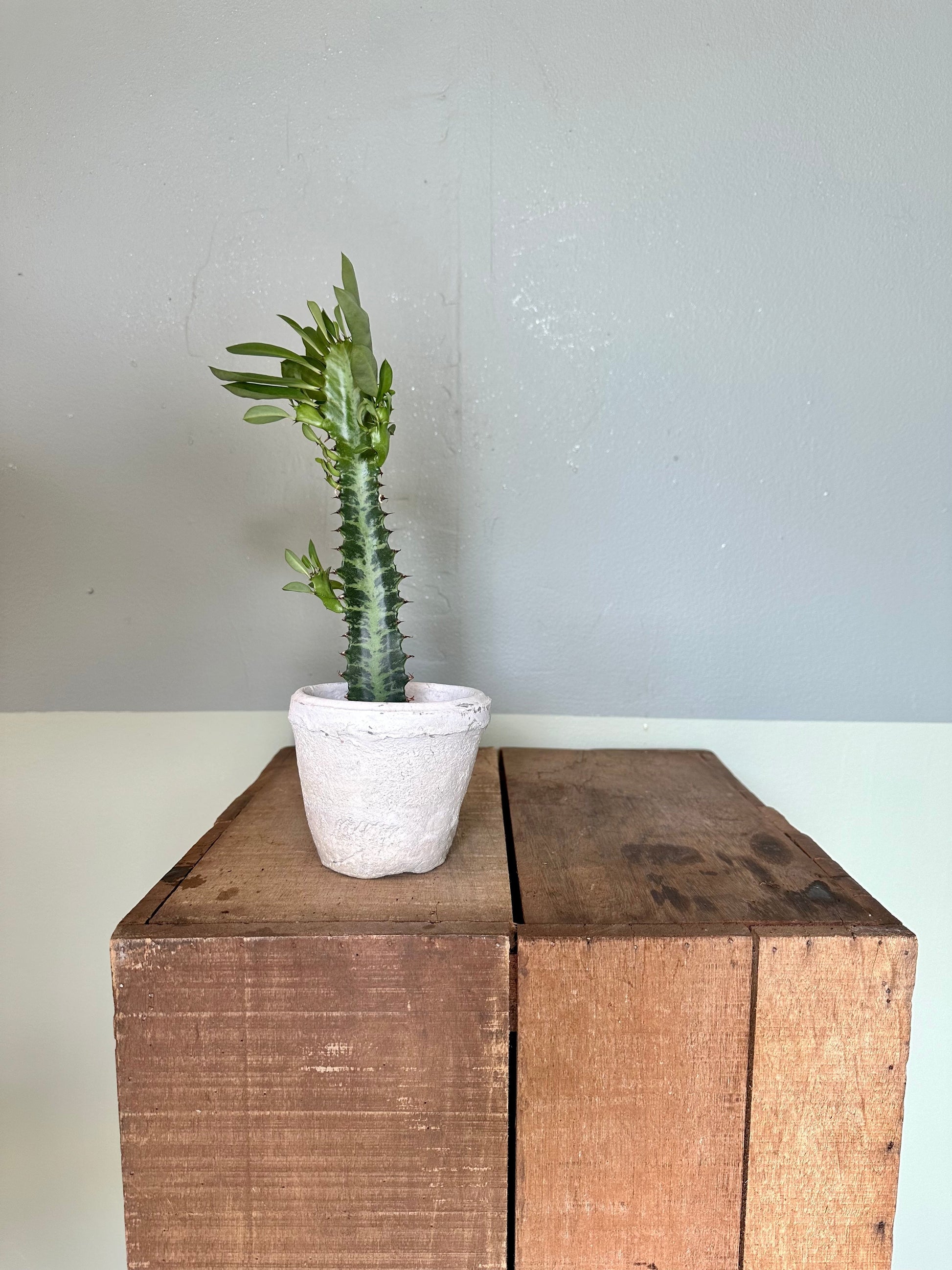 euphorbia trigona euphorbia from flower + furbish Shop now at flower + furbish