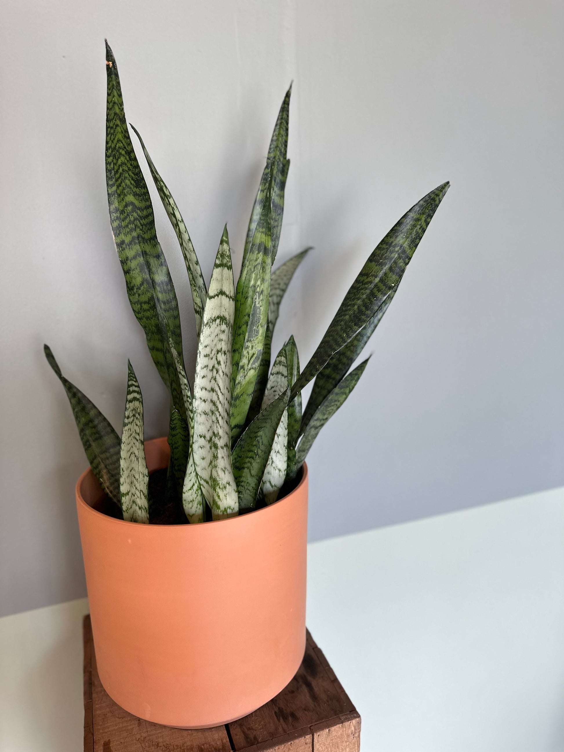 sansevieria zeylanica sansevieria from flower + furbish Shop now at flower + furbish