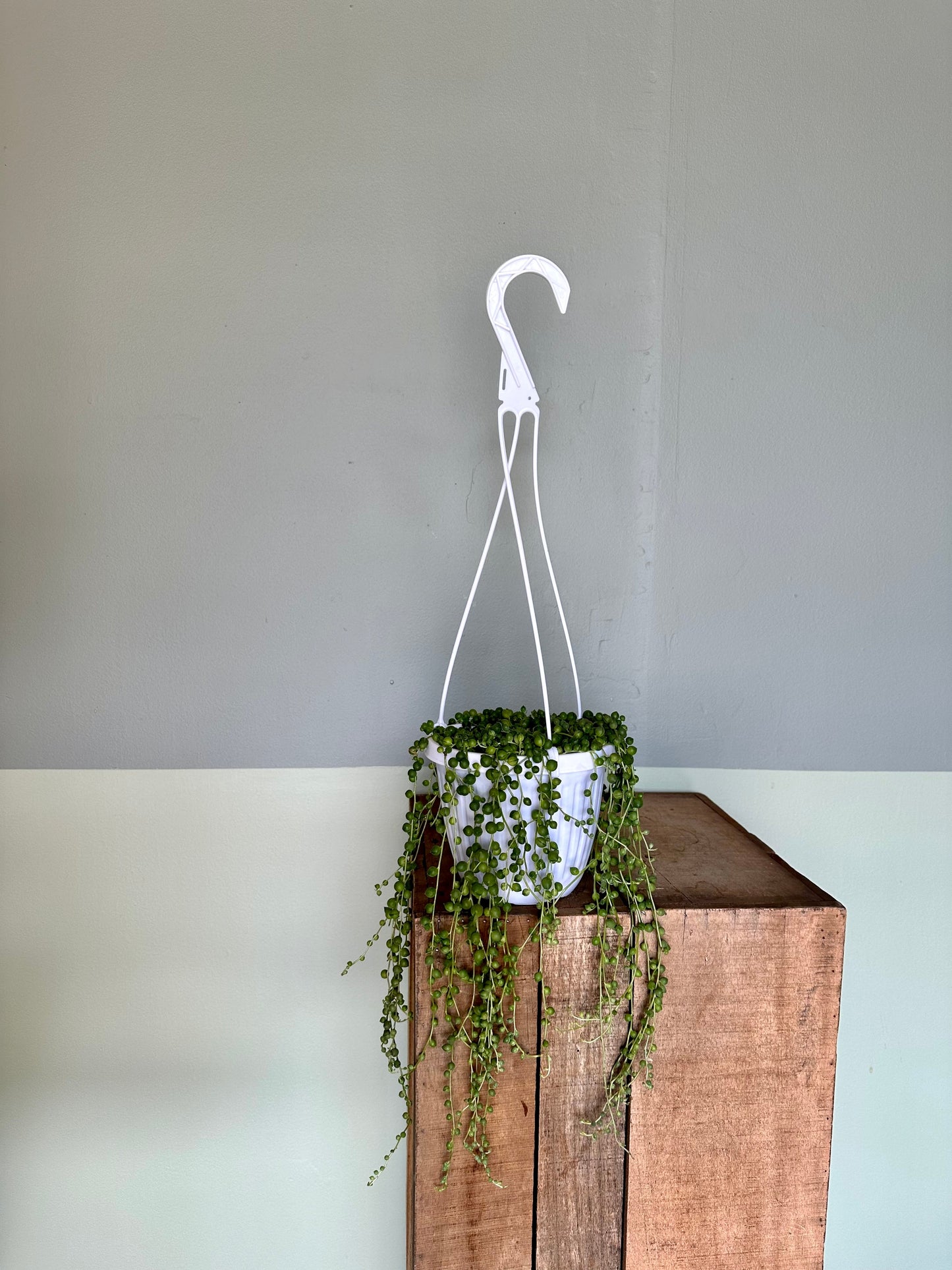 string of pearls hanging basket succulent from flower + furbish Shop now at flower + furbish