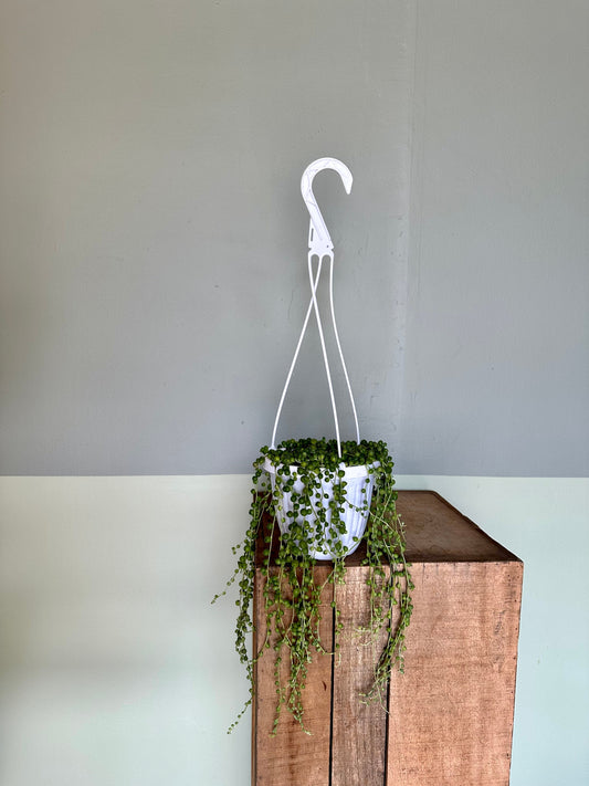 string of pearls hanging basket succulent from flower + furbish Shop now at flower + furbish