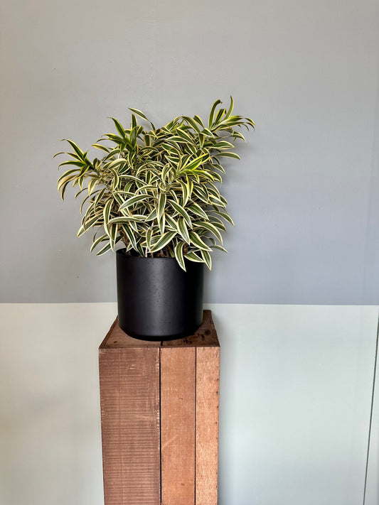 dracaena song of india pothos from flower + furbish Shop now at flower + furbish