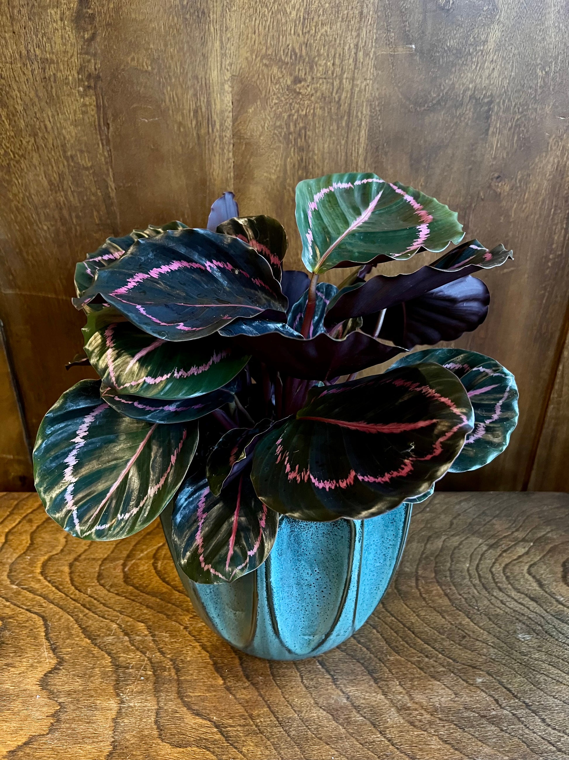 calathea dottie calathea from flower + furbish Shop now at flower + furbish