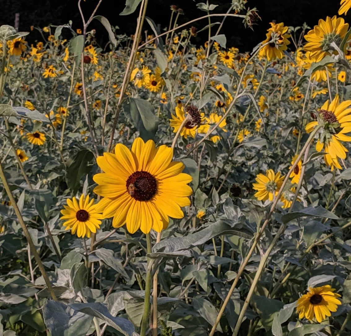 hudson valley silver leaf sunflower mix seeds seed from flower + furbish Shop now at flower + furbish