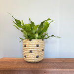 fern crocodyllus (crocodile fern) shop now at flower + furbishlow light, medium light, moist, Non toxic