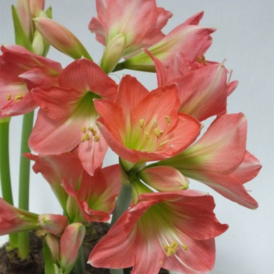 amaryllis belladonna shop now at flower + furbishBulbs, garden, shipping