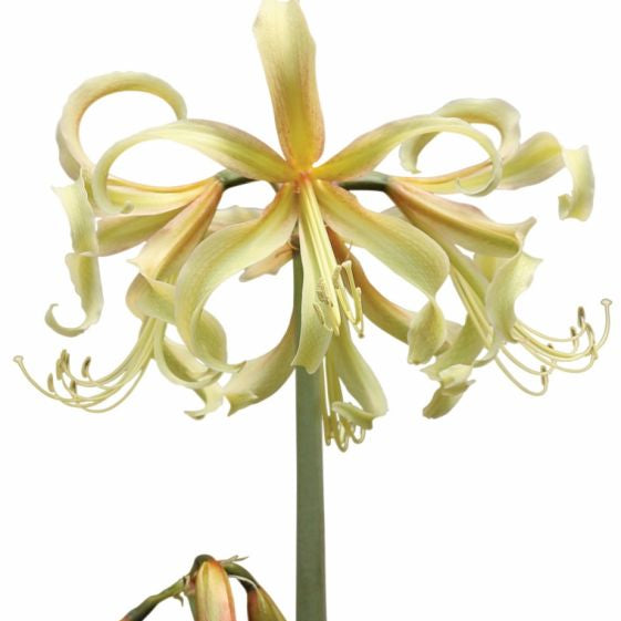 amaryllis saffron shop now at flower + furbishBulbs, garden, shipping