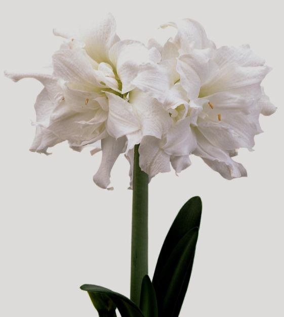amaryllis snow white bulb from flower + furbish Shop now at flower + furbish