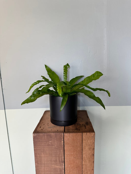 bird’s nest fern fern from flower + furbish Shop now at flower + furbish