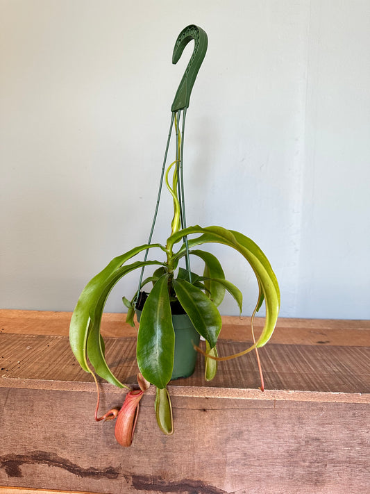 nepenthes pitcher plant hanging basket pitcher plant from flower + furbish Shop now at flower + furbish