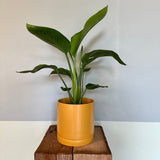 strelitzia nicolai (bird of paradise) shop now at flower + furbishbright light, Direct light, Dry, mildly toxic