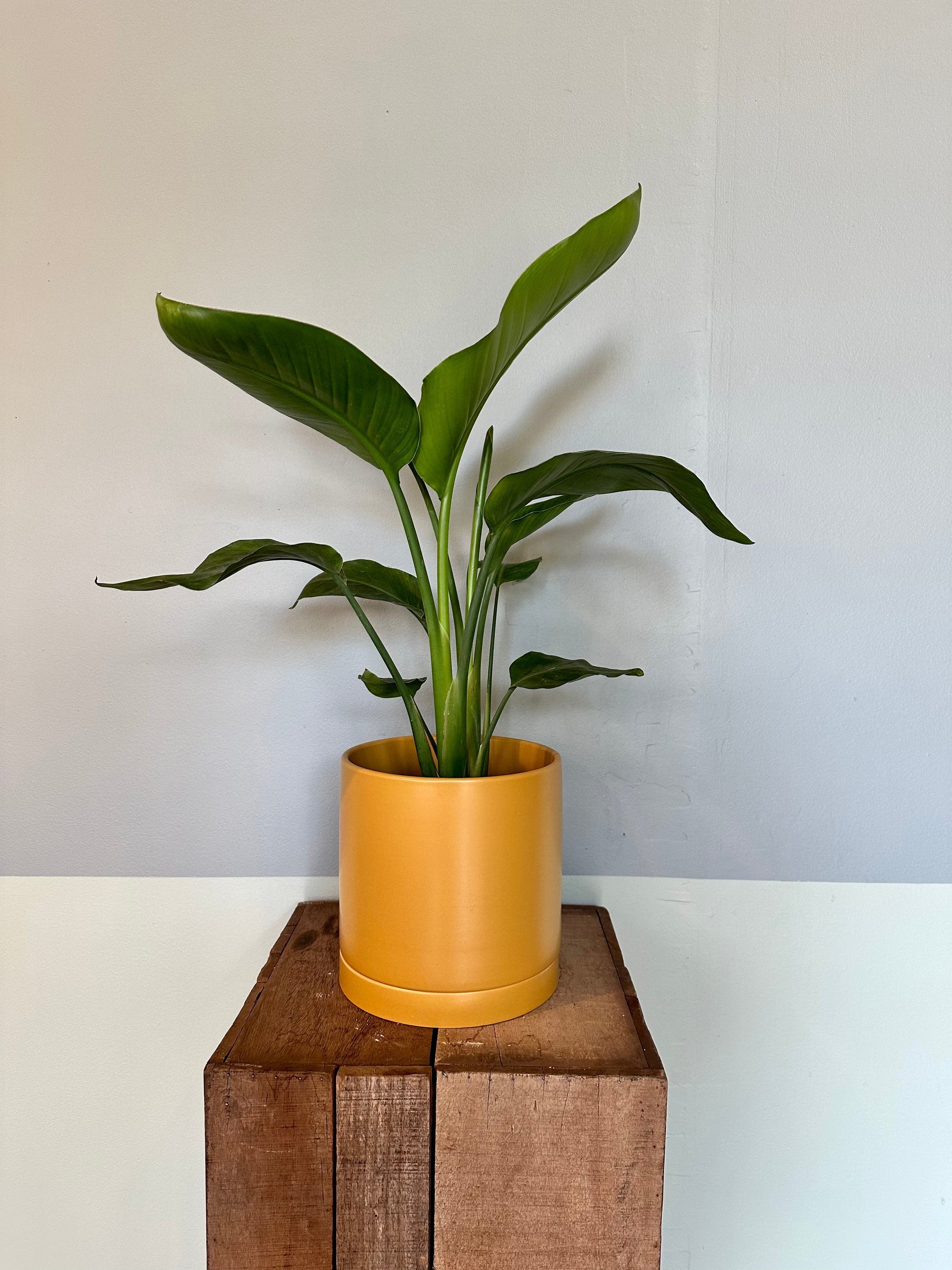 bird of paradise strelitzia from flower + furbish Shop now at flower + furbish