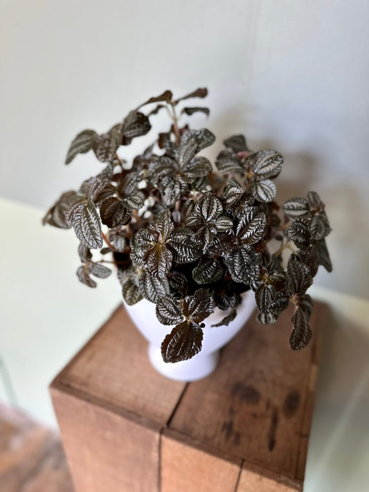 friendship pilea pilea from flower + furbish Shop now at flower + furbish
