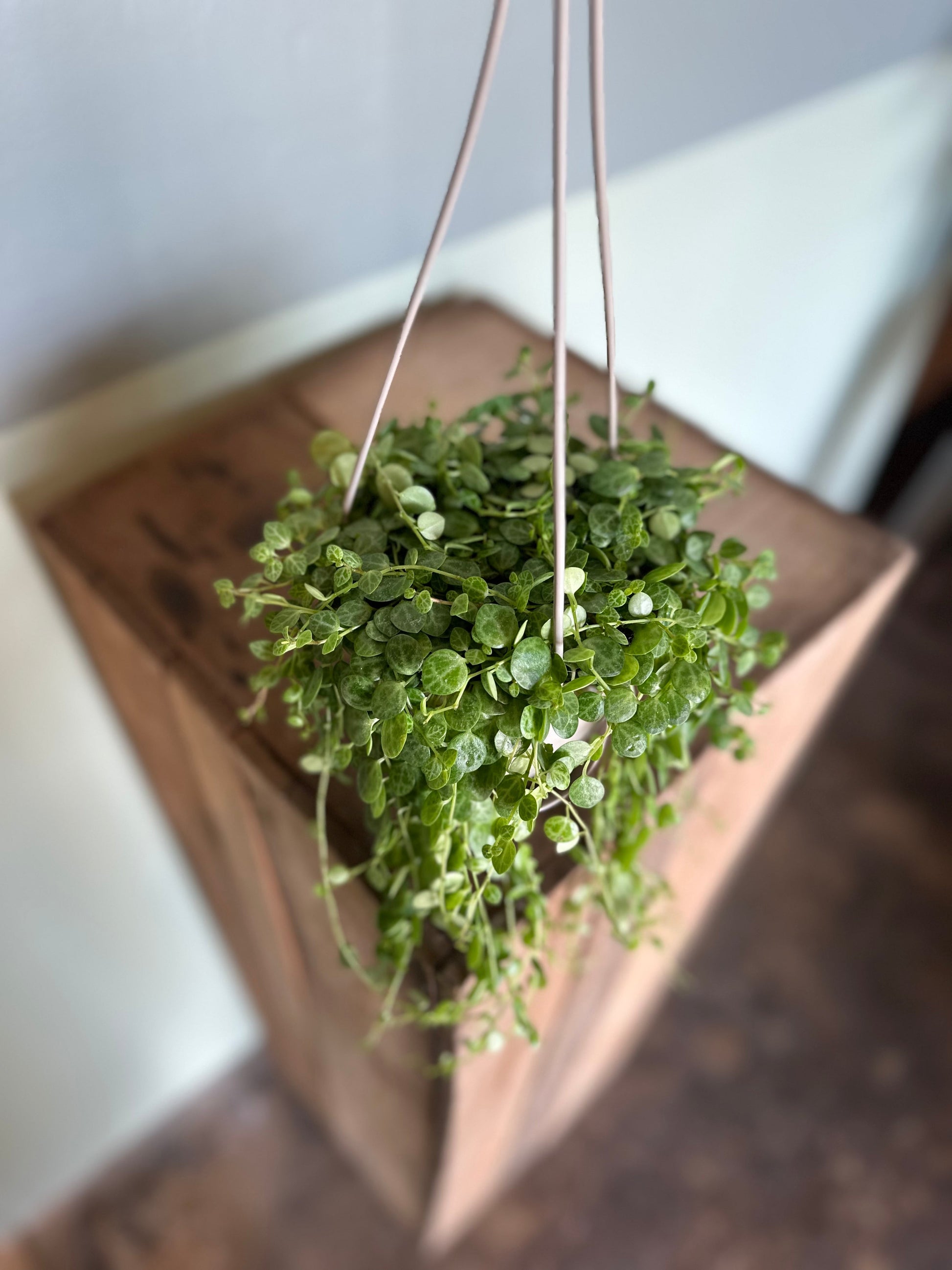 string of turtles hanging basket peperomia from flower + furbish Shop now at flower + furbish