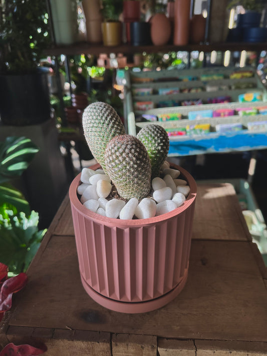 thumb cactus cactus from flower + furbish Shop now at flower + furbish