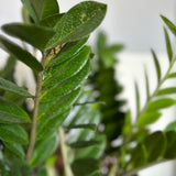 zamioculcas zamiifolia (zz plant) shop now at flower + furbish10 inch, 4 inch, 6 inch, air purifying, any light, Dry, houseplant, low light, toxic, zamioculcas zamiifolia, zz plant