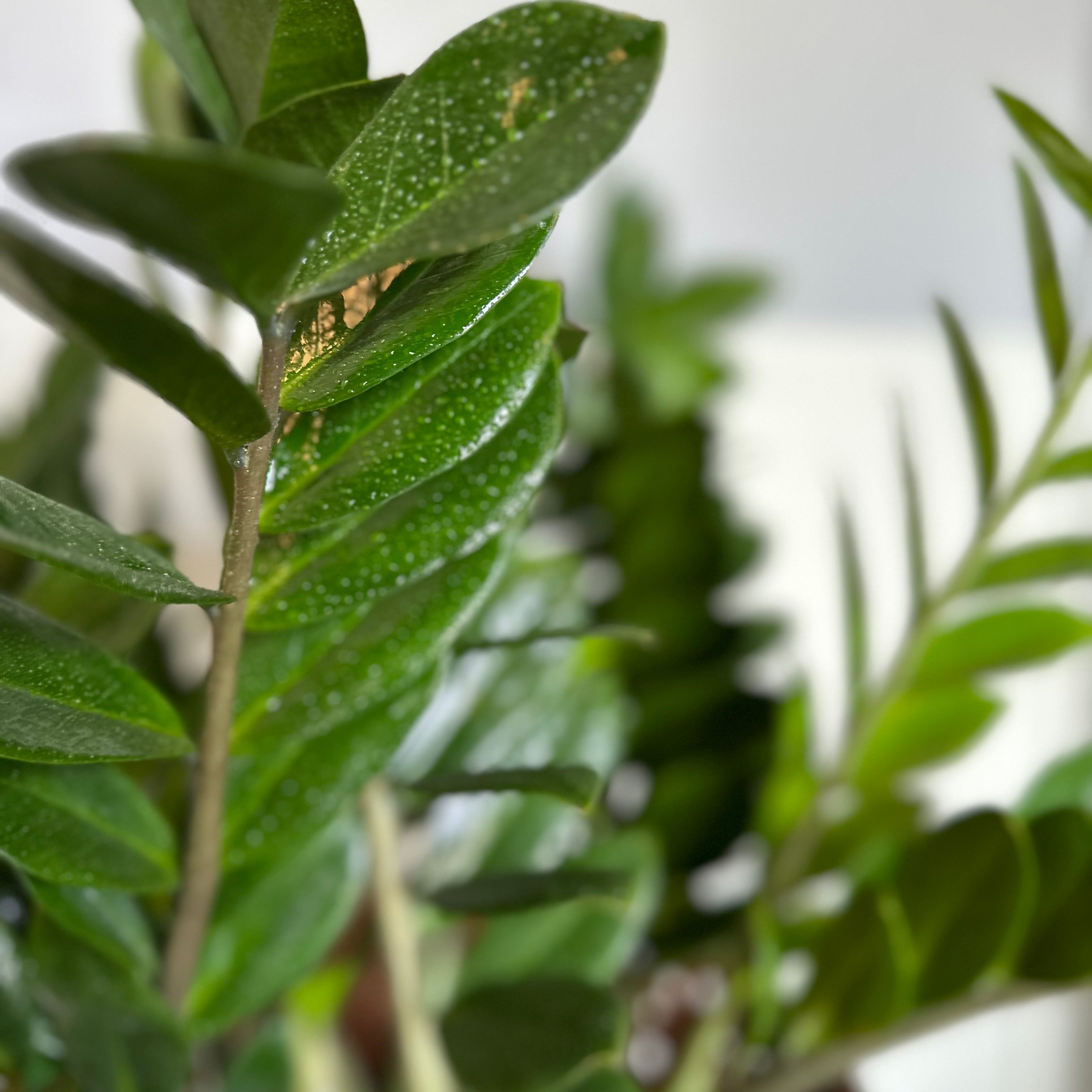 amiifolia zz plant zamioculcas zamiifolia (zz plant)