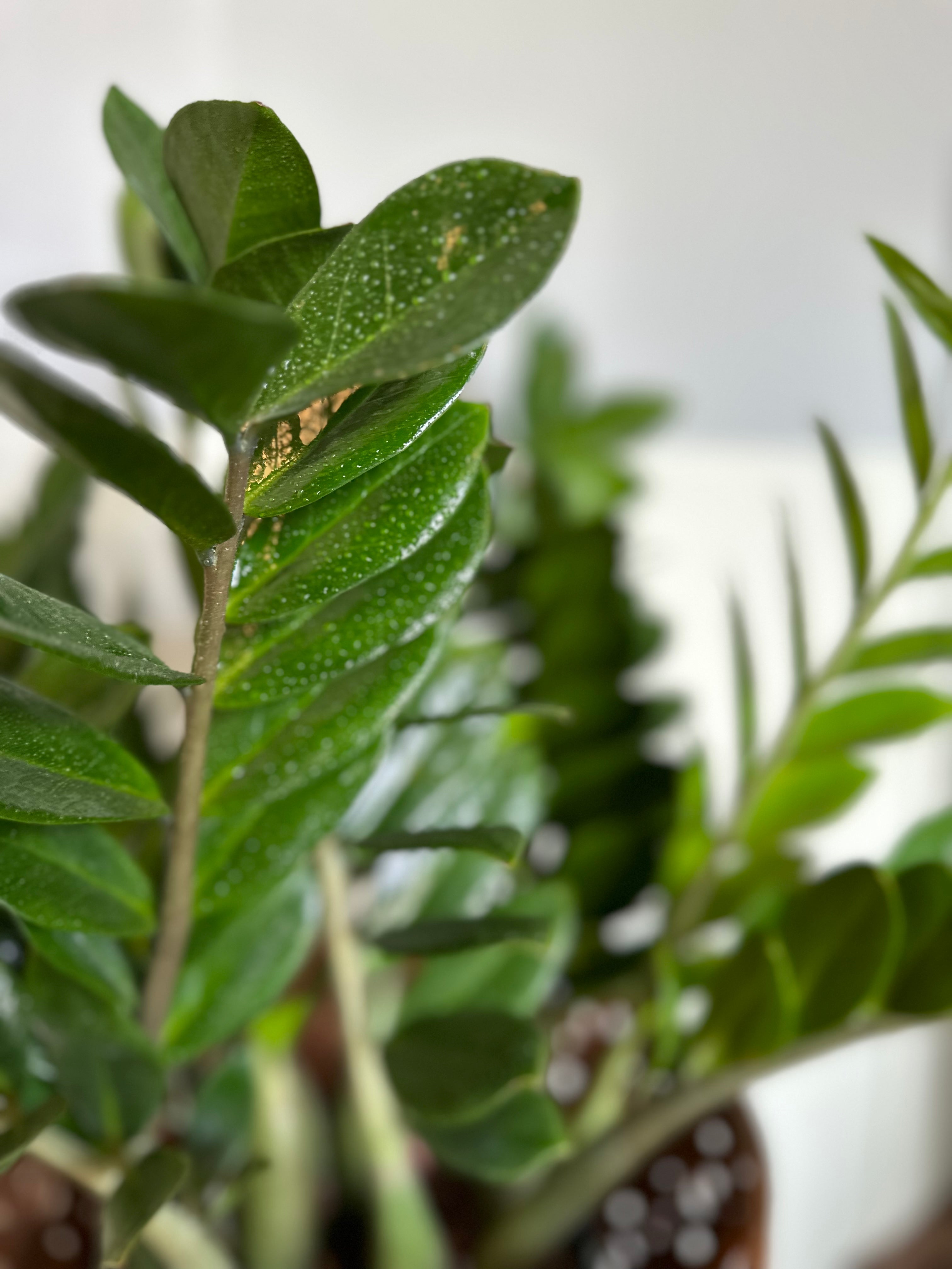 images of a flower from the zz plant zamioculcas zamiifolia (zz plant)