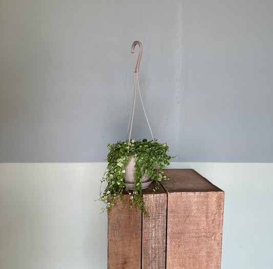 string of turtles hanging basket peperomia from flower + furbish Shop now at flower + furbish