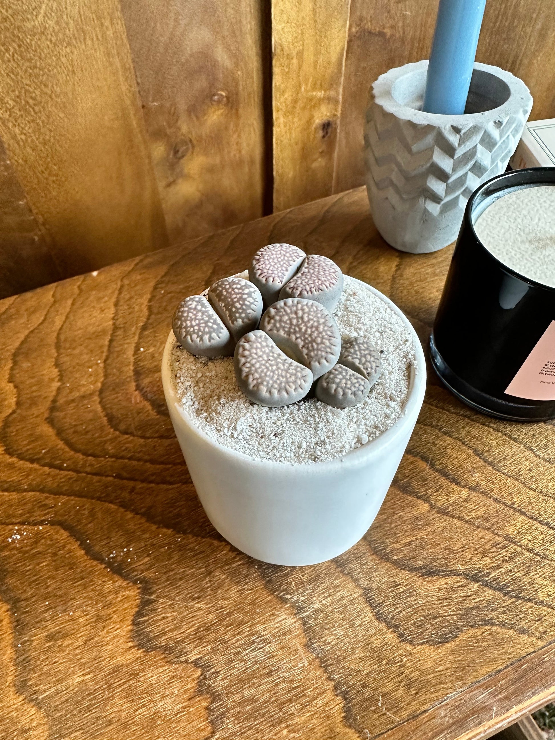 lithops succulent from flower + furbish Shop now at flower + furbish