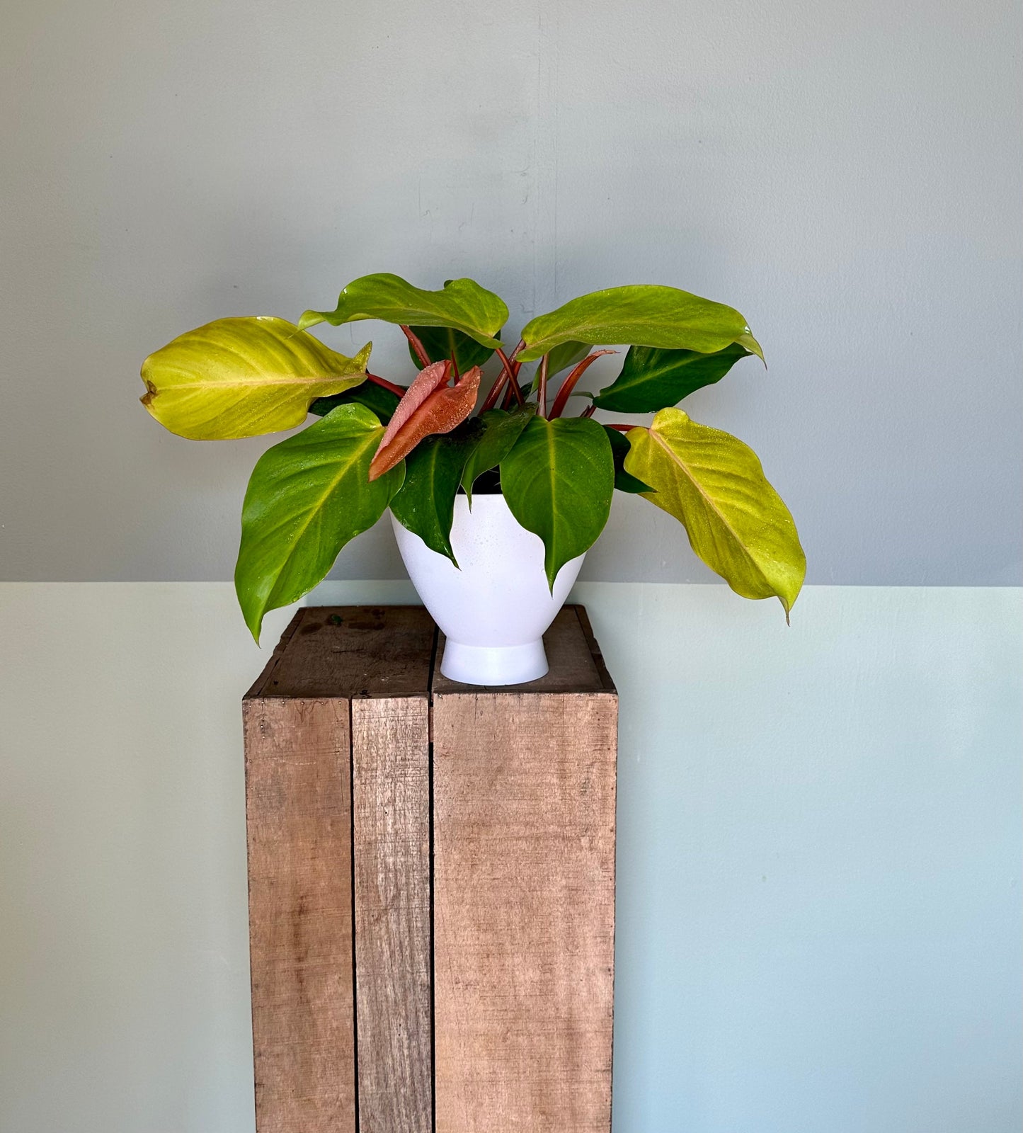 philodendron mccolley’s finale bush philodendron from flower + furbish Shop now at flower + furbish