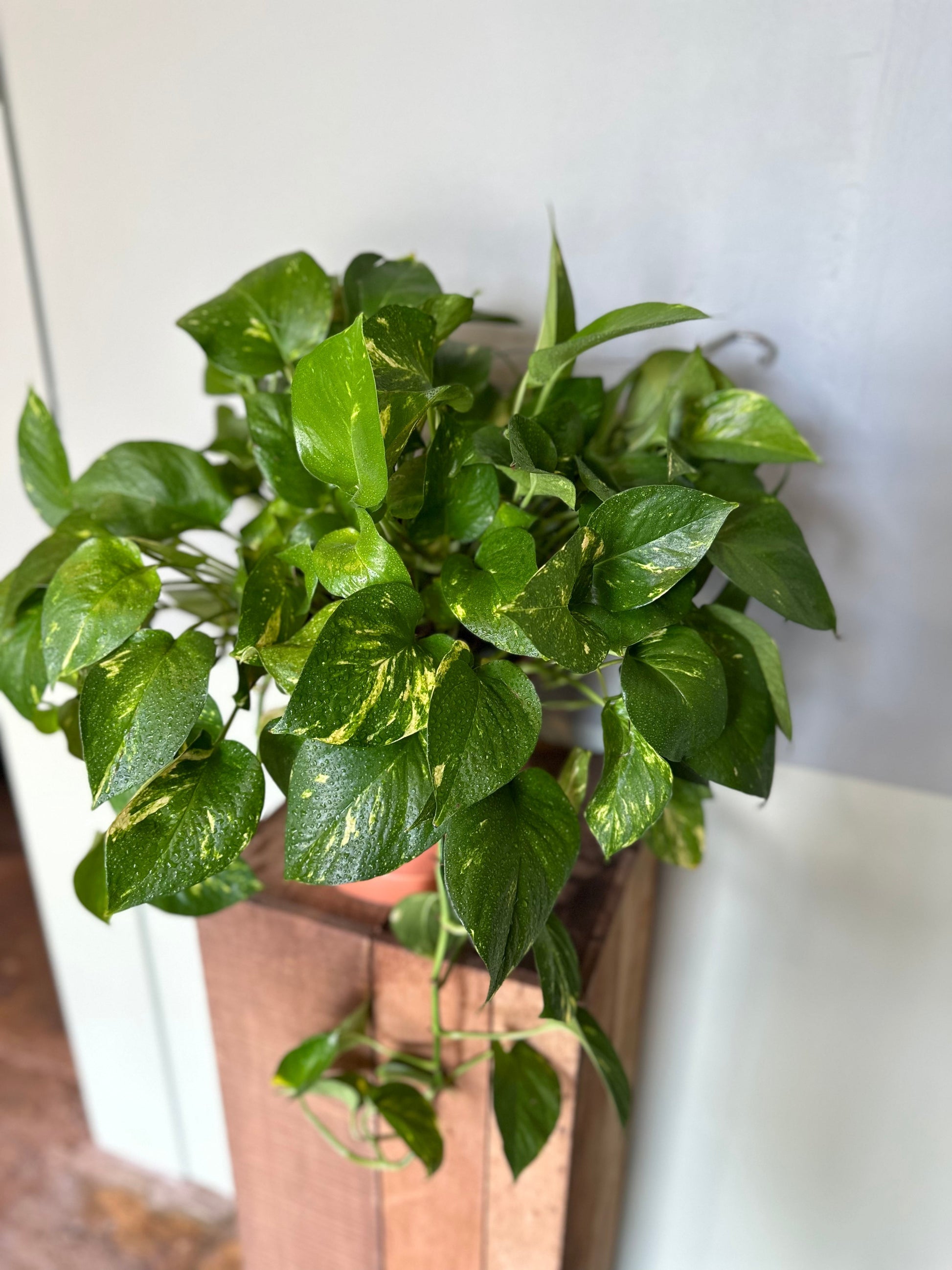 gold pothos pothos from flower + furbish Shop now at flower + furbish
