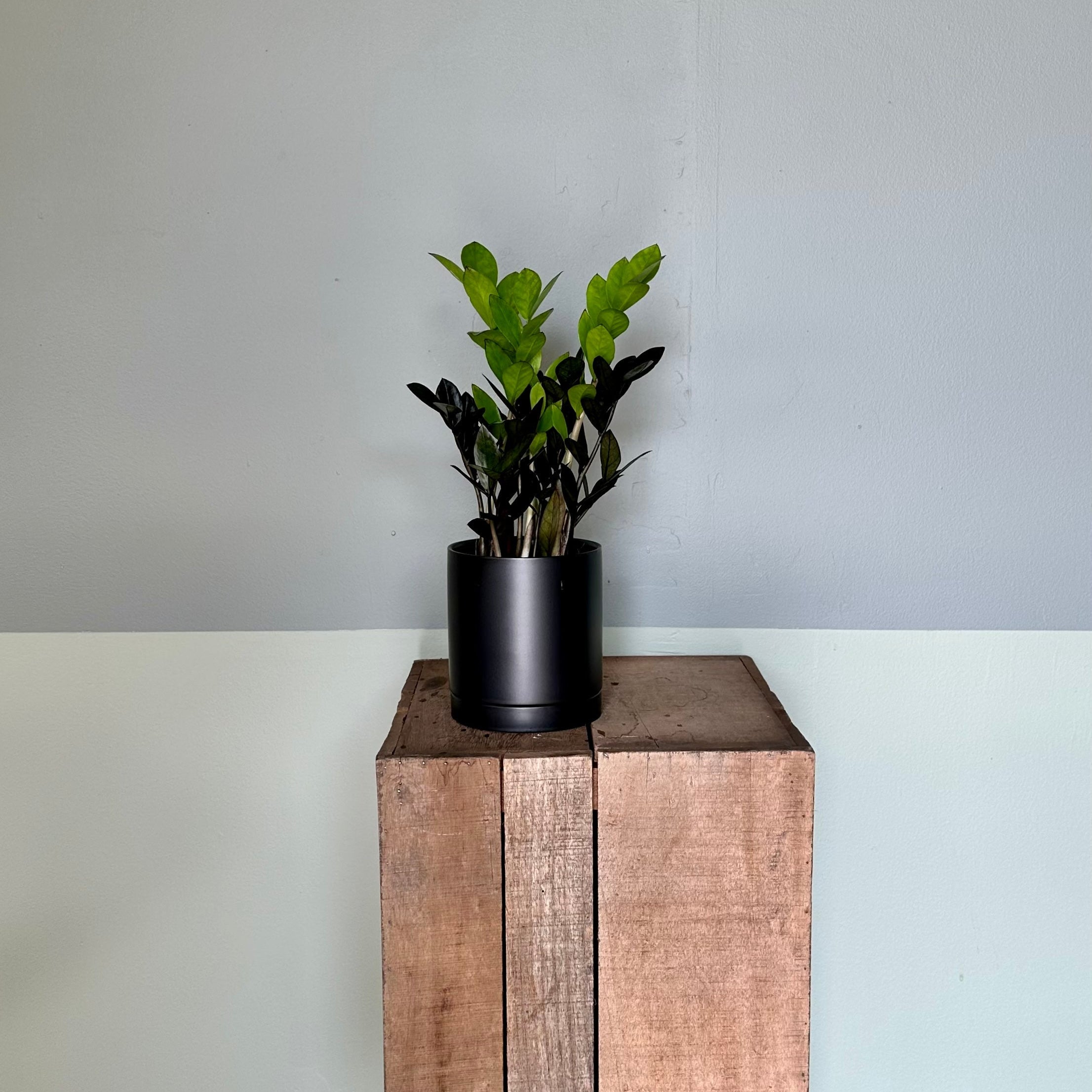 zamioculcas zamiifolia (zz super nova) shop now at flower + furbish5 inch, 6 inch, air purifying, any light, Dry, low light, toxic, zamioculcas zamiifolia, zz plant, zz super nova