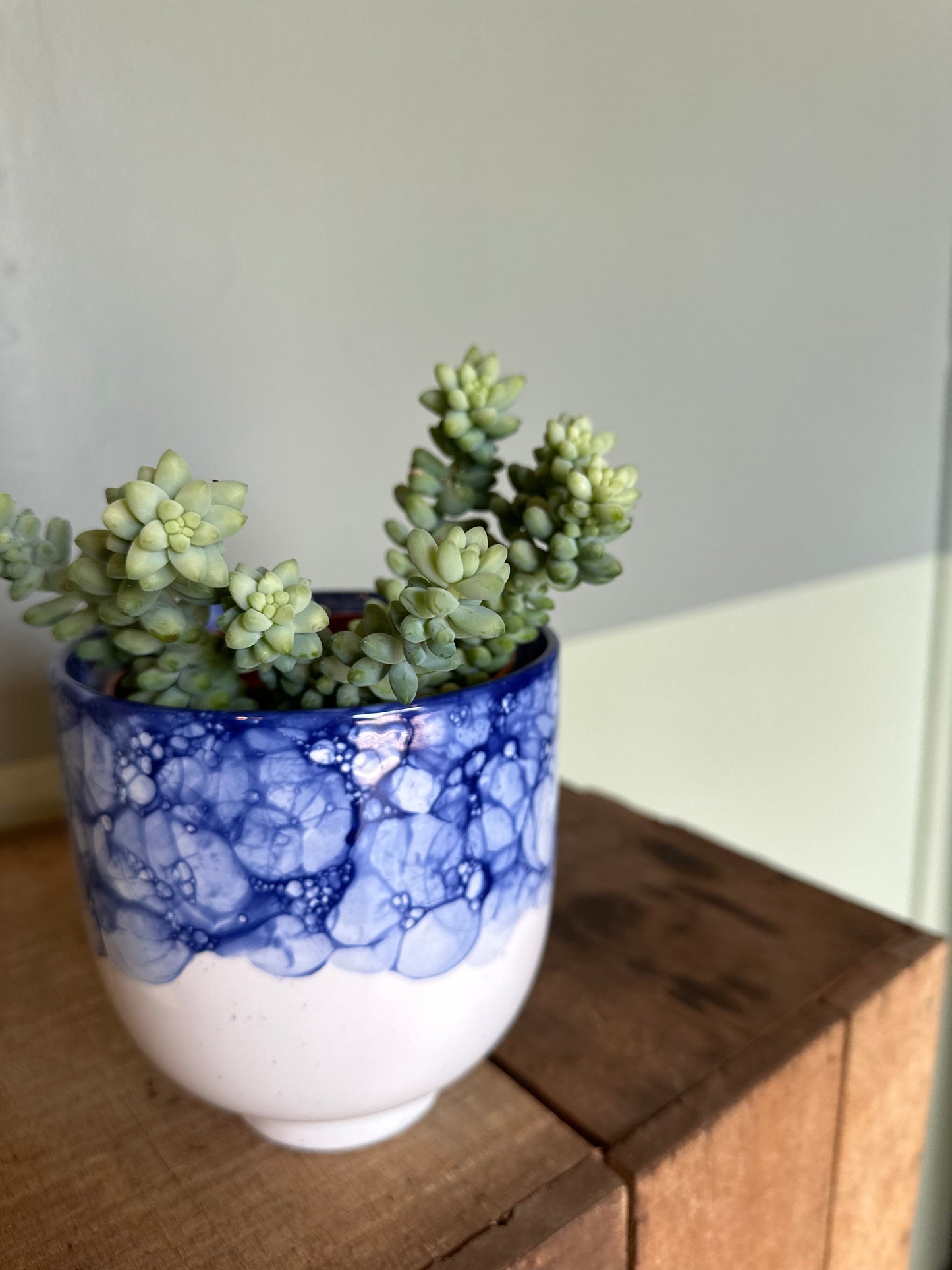 donkey tail succulent from flower + furbish Shop now at flower + furbish