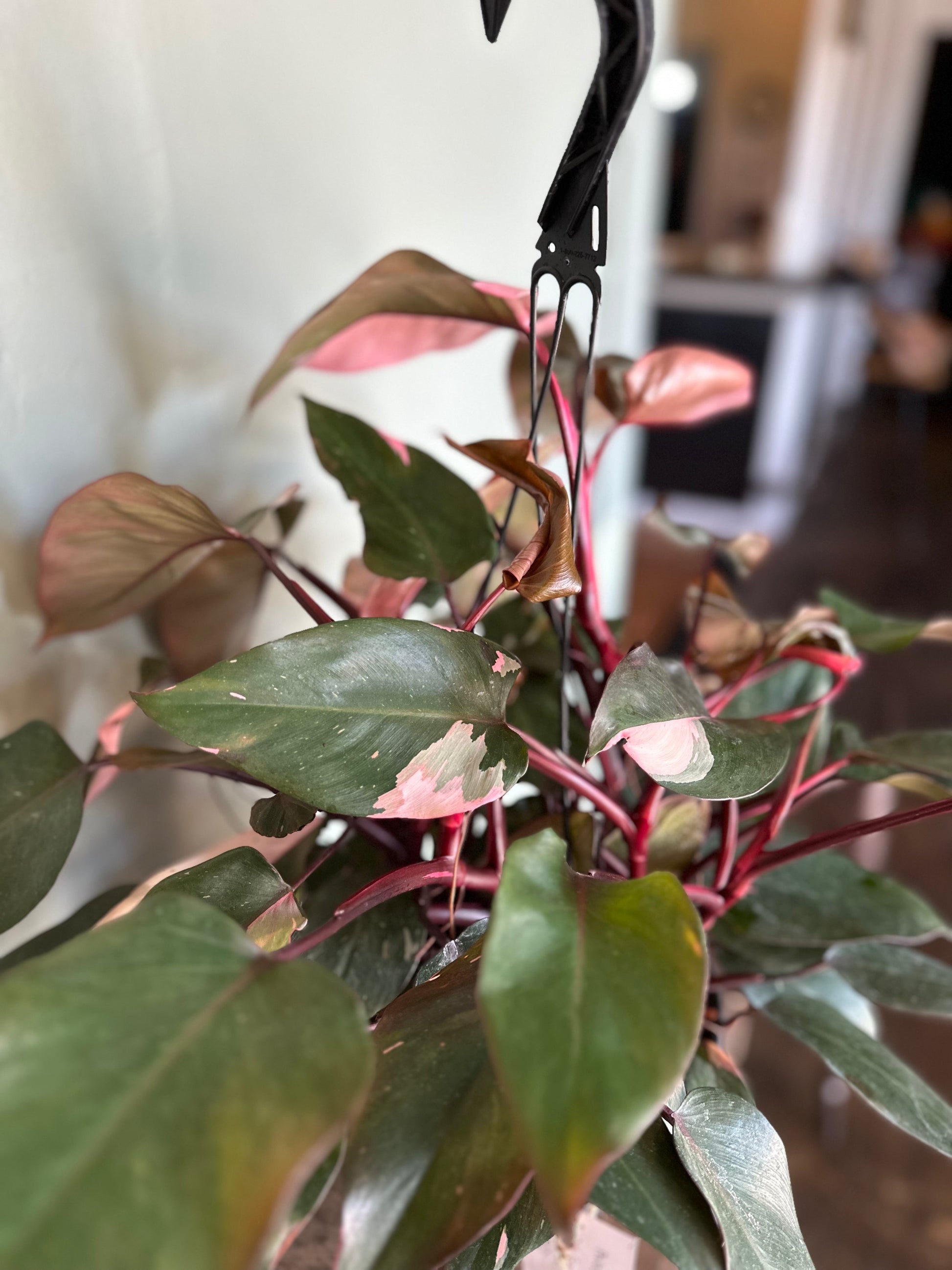 philodendron pink princess philodendron from flower + furbish Shop now at flower + furbish