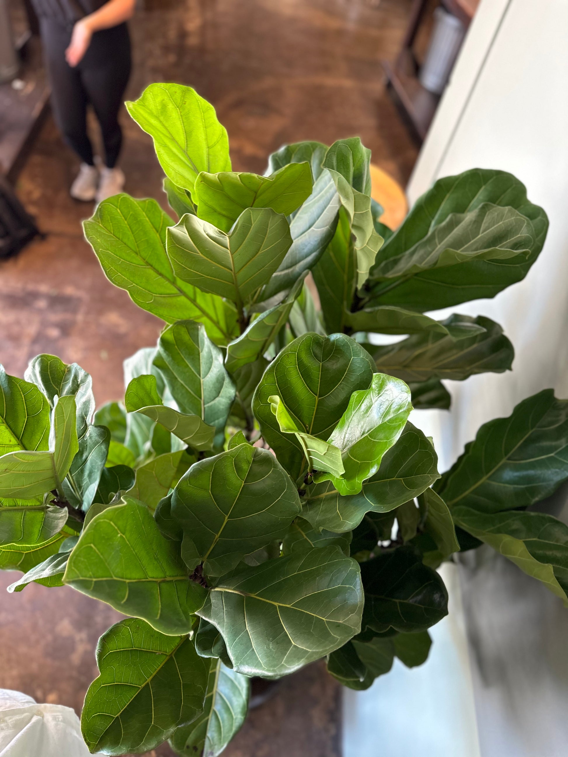 ficus lyrata ficus from flower + furbish Shop now at flower + furbish