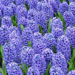Hyacinth blue jacket bulb from flower + furbish Shop now at flower + furbish