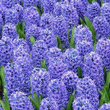 Hyacinth blue jacket bulb from flower + furbish Shop now at flower + furbish