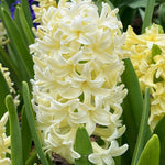 Hyacinth city of haarlem bulb from flower + furbish Shop now at flower + furbish