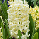 Hyacinth city of haarlem bulb from flower + furbish Shop now at flower + furbish