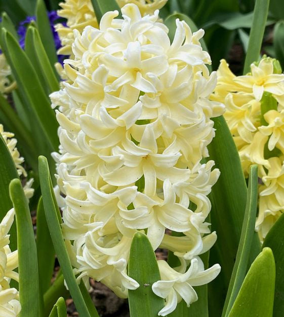 Hyacinth city of haarlem bulb from flower + furbish Shop now at flower + furbish