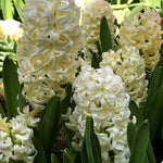 Hyacinth city of haarlem bulb from flower + furbish Shop now at flower + furbish