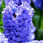 Hyacinth deleft blue bulb from flower + furbish Shop now at flower + furbish