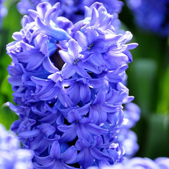 Hyacinth deleft blue bulb from flower + furbish Shop now at flower + furbish