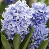 Hyacinth deleft blue bulb from flower + furbish Shop now at flower + furbish