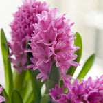 Hyacinth pink pearl bulb from flower + furbish Shop now at flower + furbish