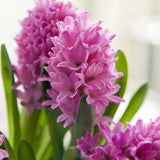 Hyacinth pink pearl bulb from flower + furbish Shop now at flower + furbish