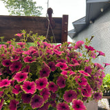hanging basket shop now at flower + furbish
